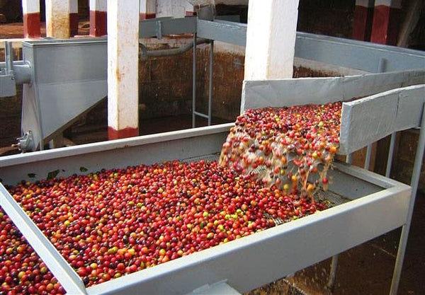 Sorting & Processing