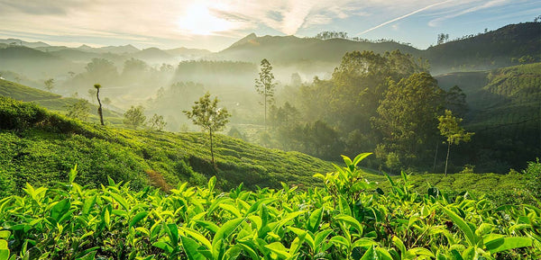 Coffee Plantations