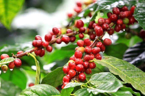 Coffee Cherry Harvesting